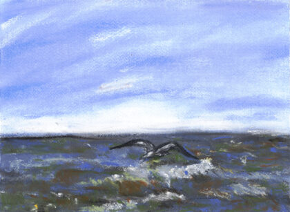 Mouette mai 2026