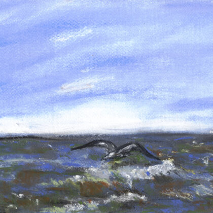 Mouette mai 2026